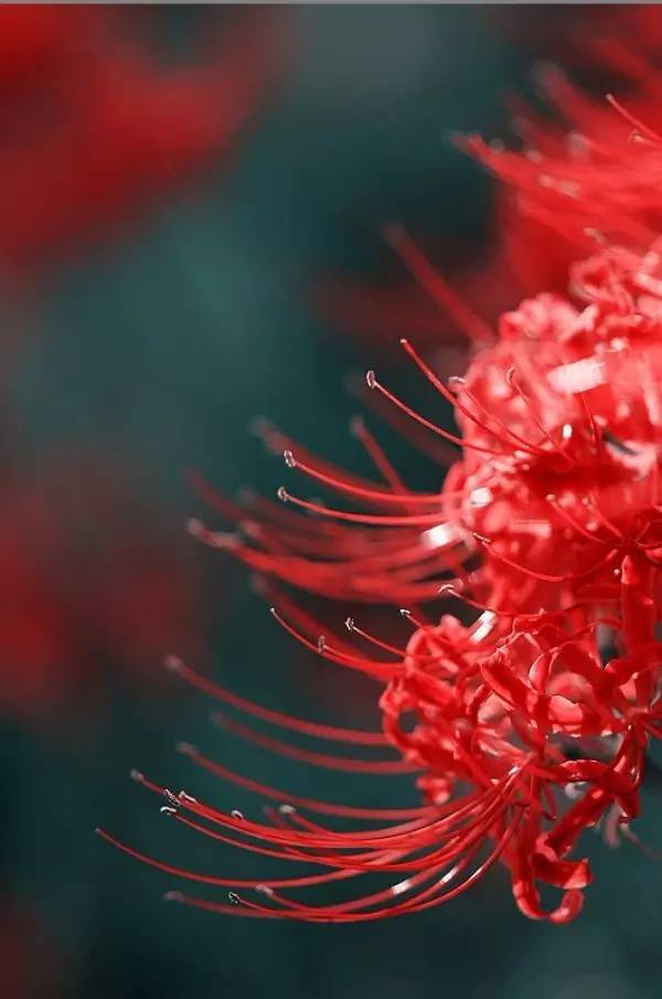 《本草》植物志之彼岸花：开一千年，落一千年，花叶不相见