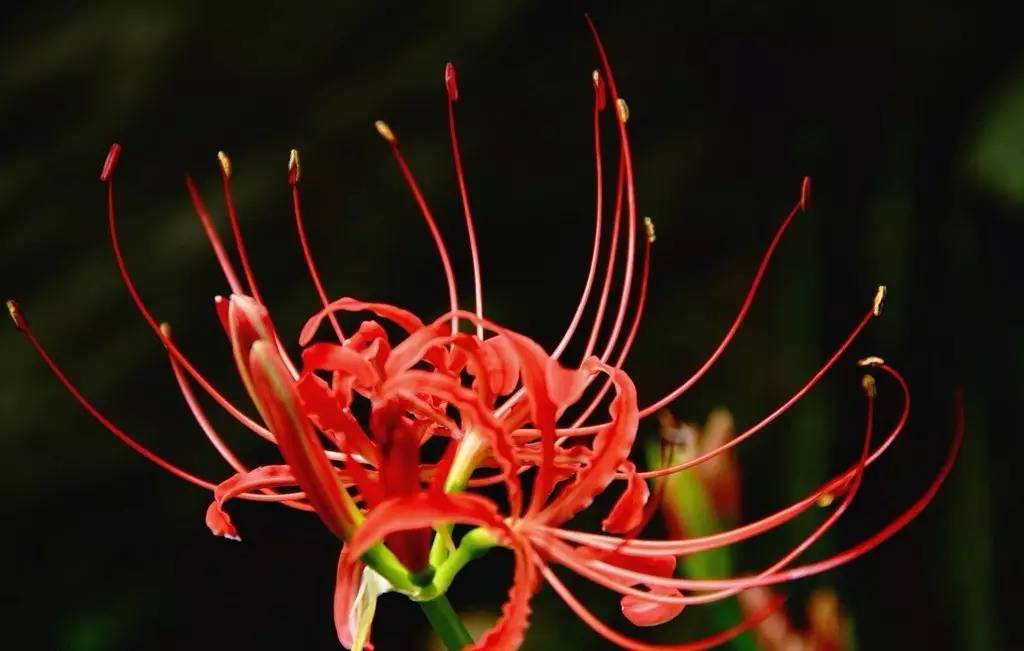 《本草》植物志之彼岸花：开一千年，落一千年，花叶不相见