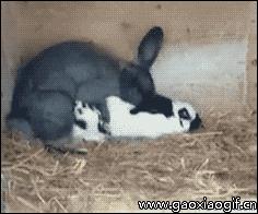 喵：天下武功，唯快不破