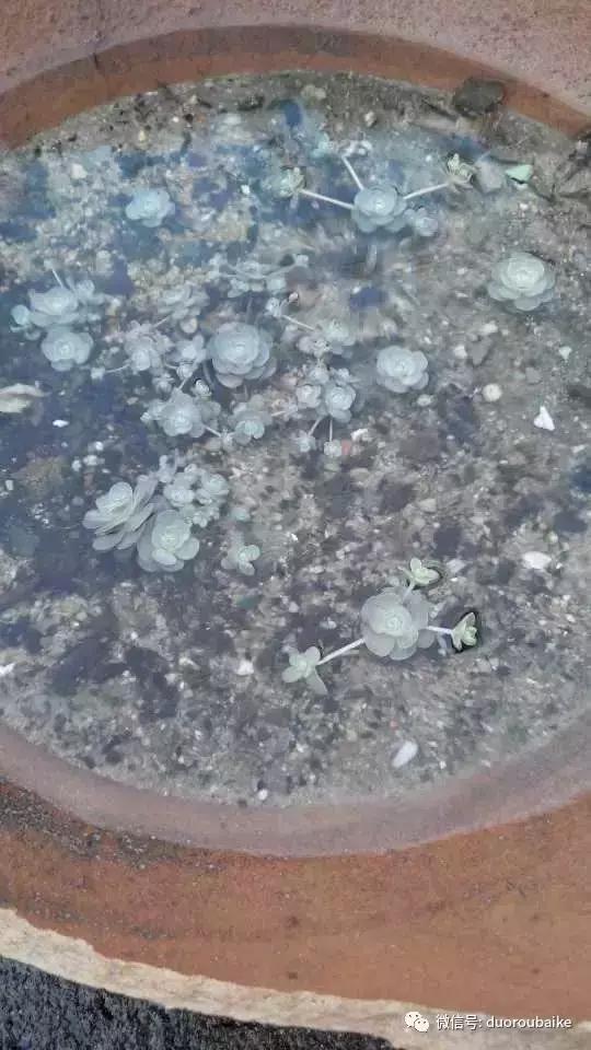 青苔养多肉方法,青苔和多肉种在一起