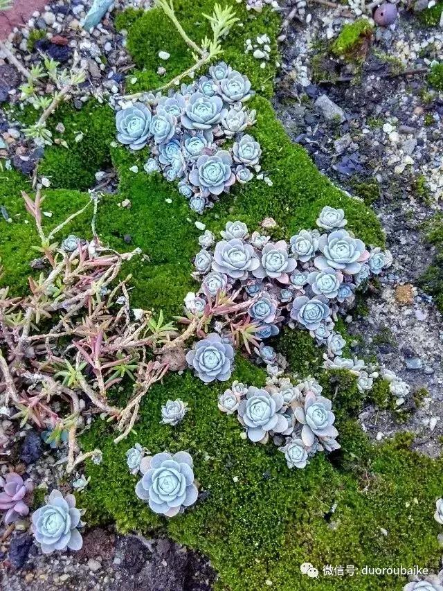 青苔养多肉方法,青苔和多肉种在一起