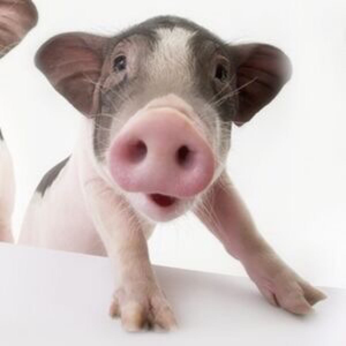 一句话笑话段子大全,一句话段子笑话精选