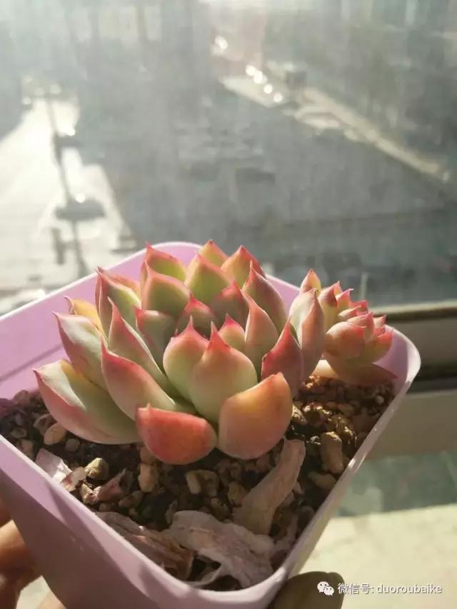 一入肉坑深似海，妈妈姥姥一起上！