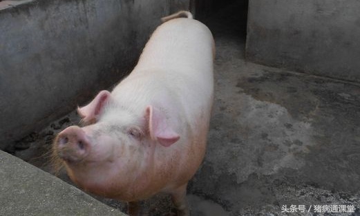 猪排尿困难不吃食怎么办,猪排尿困难最有效的方法