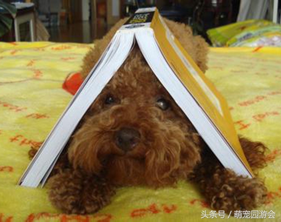 泰迪不能吃的一些食物，以及误食后的中毒症状，很多狗狗都适用