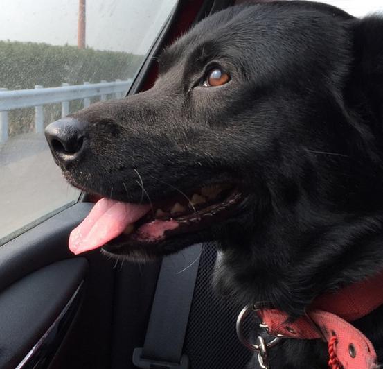 拉布拉多和罗威纳犬哪个聪明,土狗和拉布拉多犬杂交聪明吗