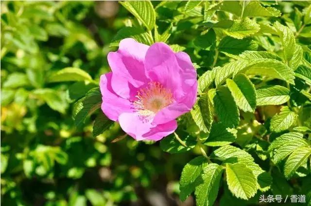 可囊可食，可嗅可观，可插可戴的玫瑰，才是“真玫瑰”