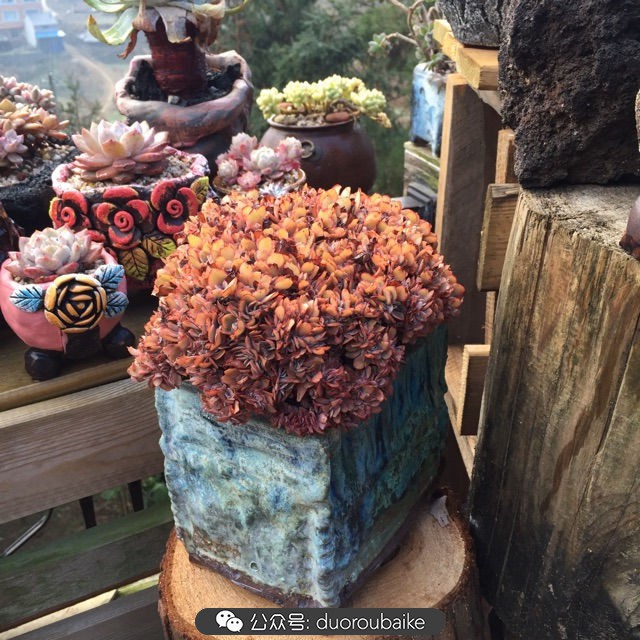 关于多肉植物的国画,多肉山水画