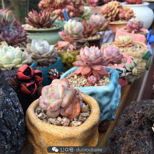 关于多肉植物的国画,多肉山水画