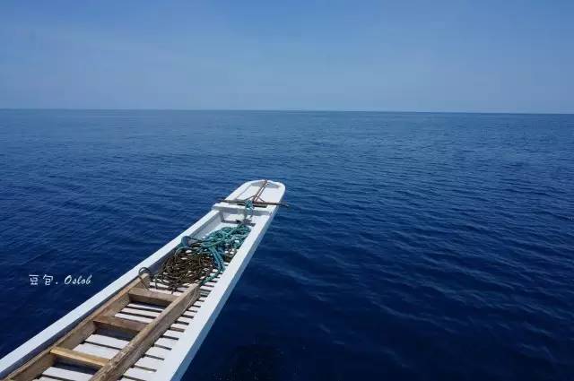 除了鲸鱼海豚还有哪些哺乳动物,除了鲸鲨还有什么鱼比较大