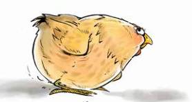 那只小母鸡，你收敛点！是你本命年也不能太过分！