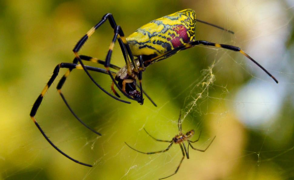 梦见蜘蛛织网代表什么前兆,梦见蜘蛛在爬是什么意思