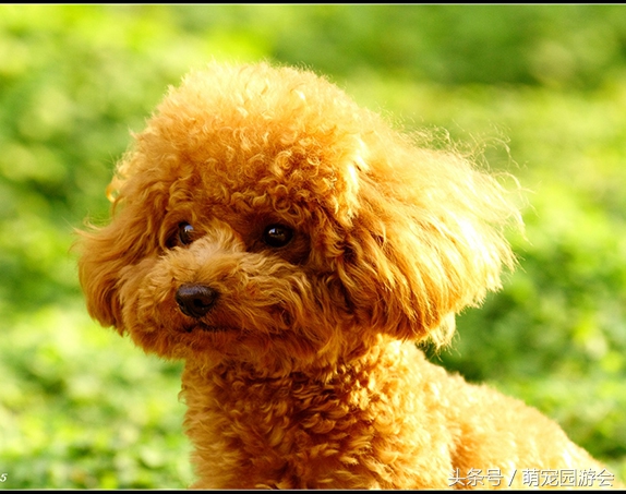 泰迪不能吃的一些食物，以及误食后的中毒症状，很多狗狗都适用