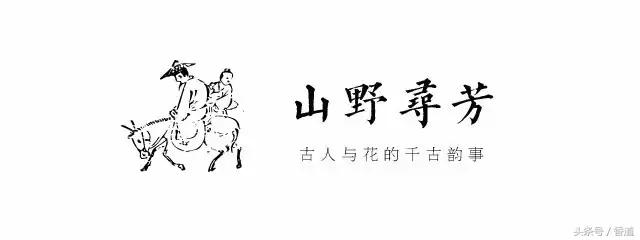 可囊可食，可嗅可观，可插可戴的玫瑰，才是“真玫瑰”
