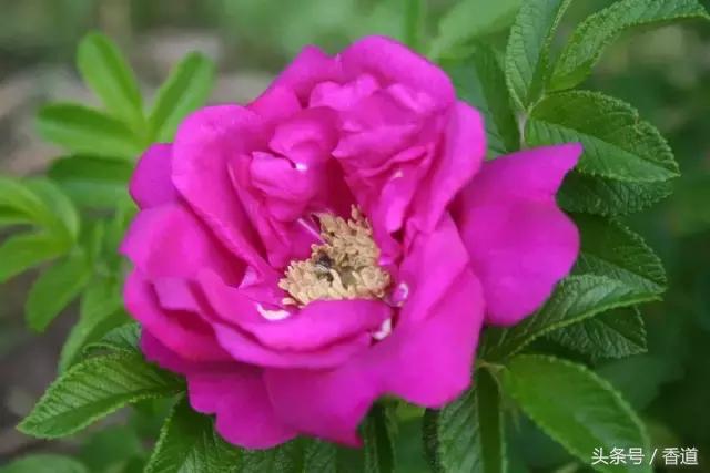 可囊可食，可嗅可观，可插可戴的玫瑰，才是“真玫瑰”