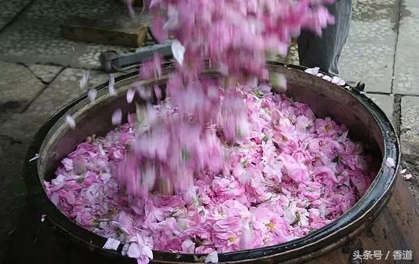 可囊可食，可嗅可观，可插可戴的玫瑰，才是“真玫瑰”