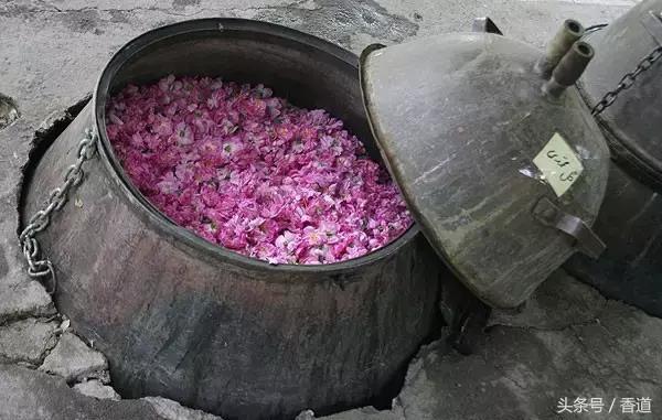 可囊可食，可嗅可观，可插可戴的玫瑰，才是“真玫瑰”