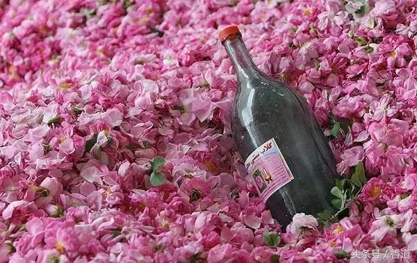 可囊可食，可嗅可观，可插可戴的玫瑰，才是“真玫瑰”