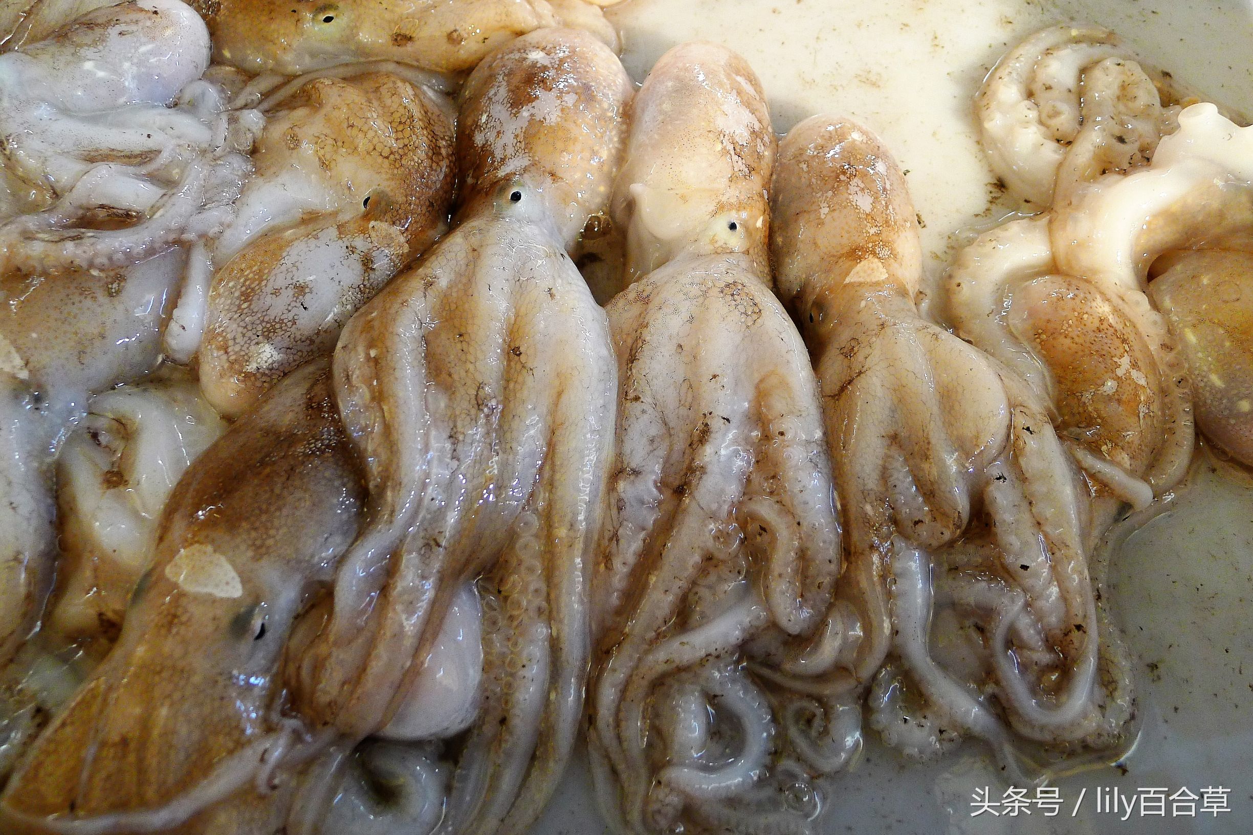 哪些海鲜可以带回家,回家路上可以带海鲜吗