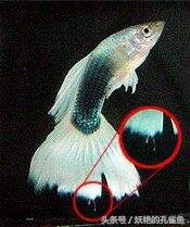 孔雀鱼常得的病,孔雀鱼常见疾病之烂鳃病