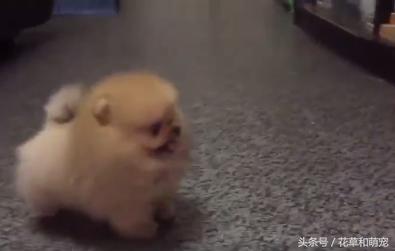 小博美狗狗打架,博美狗小脾气大