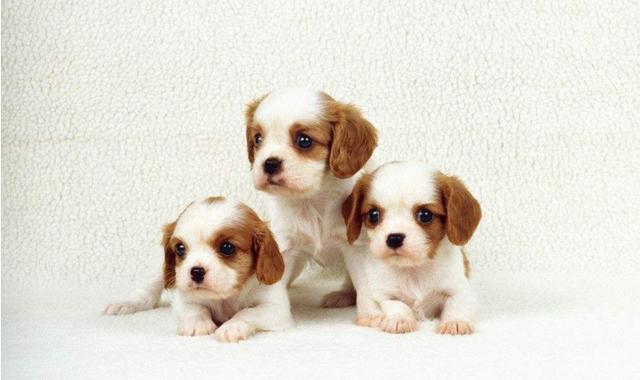 公狗绝育的好处和坏处博美,母狗被公狗拱还能绝育吗