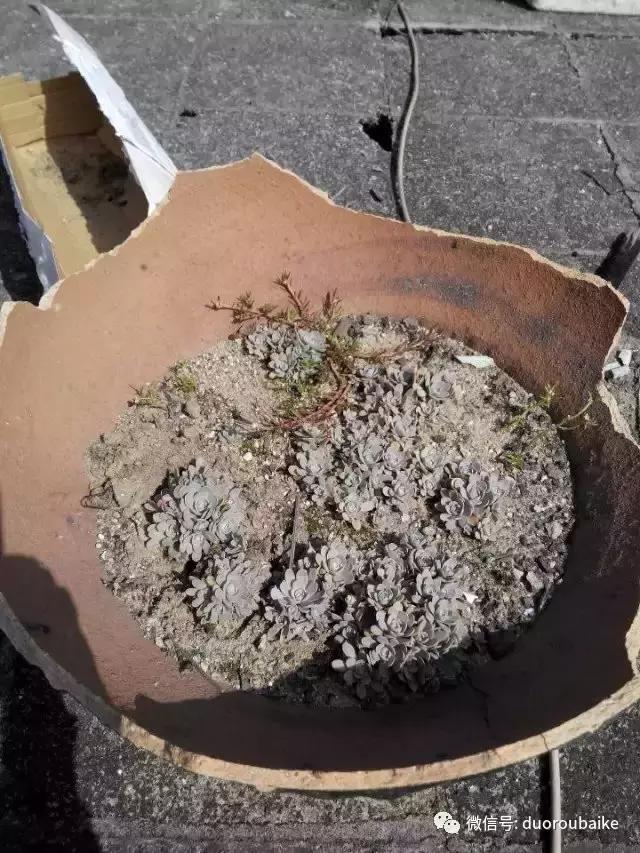 青苔养多肉方法,青苔和多肉种在一起