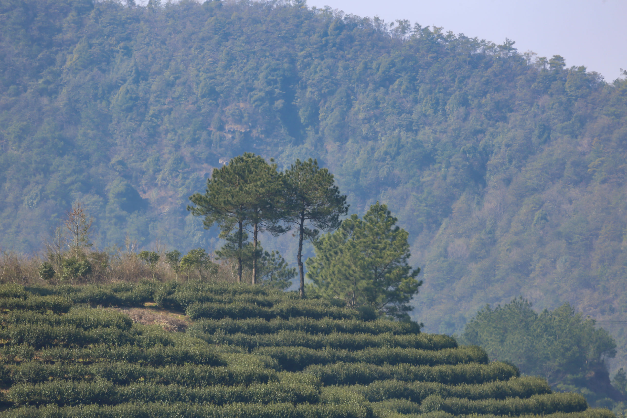 香港香火最旺的黄大仙庙,香港黄大仙庙为什么香火鼎盛