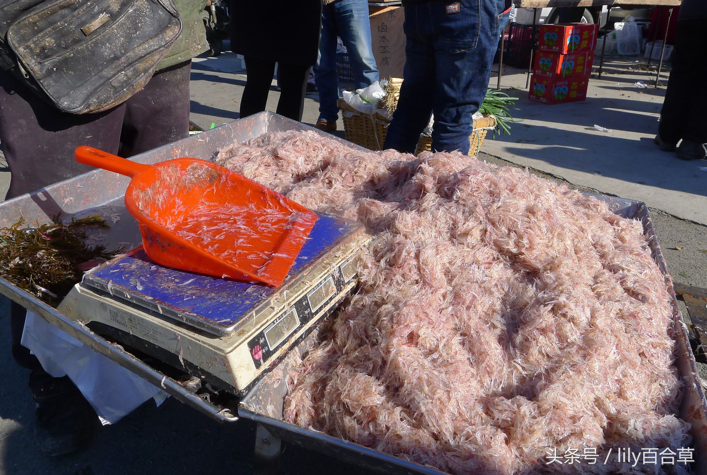 哪些海鲜可以带回家,回家路上可以带海鲜吗