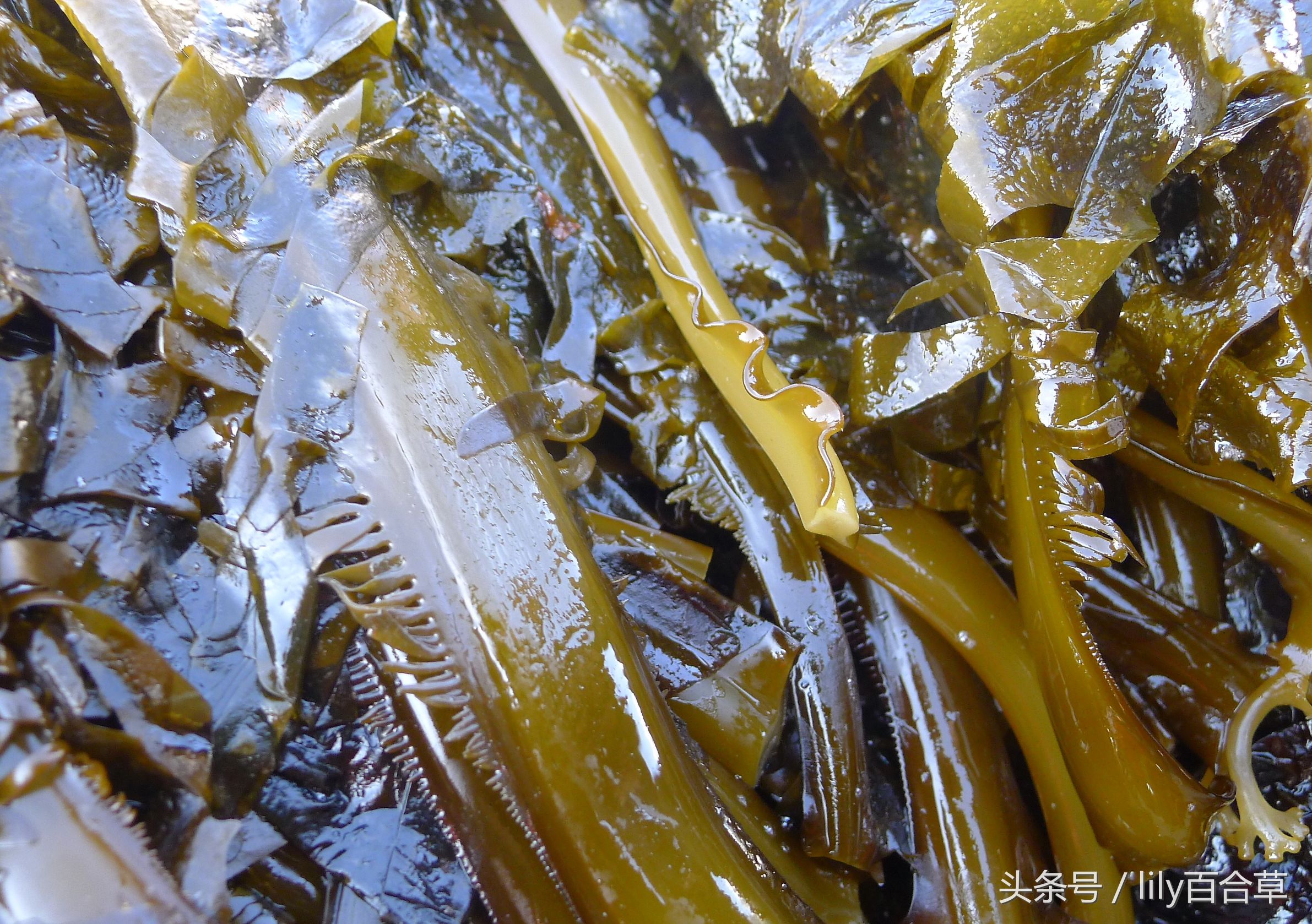 哪些海鲜可以带回家,回家路上可以带海鲜吗