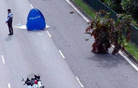 又倒了！那些年新加坡倒掉的大树，和它伤过的人