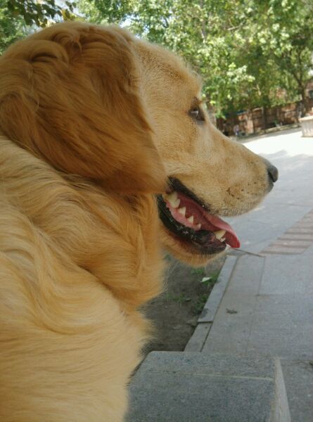 （收藏）宠物腹泻的五种情况及宠物常见病的应急方法！