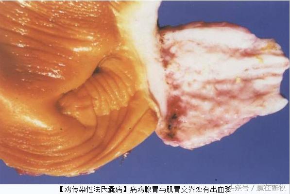 蛋鸡法氏囊的症状和治疗,鸡得法氏囊病以后好养吗