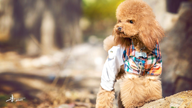 泰迪犬口臭怎样处理,泰迪犬口臭厉害怎么解决