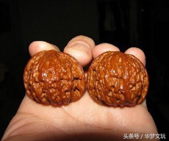 狮子头容易红吗,白狮子头很轻能玩出来吗