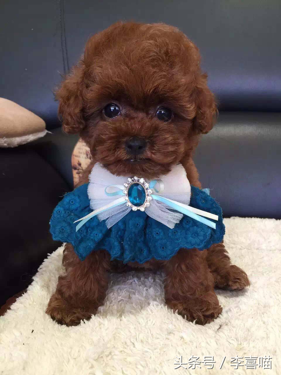 泰迪犬的市场价格和购买时应该关注的事