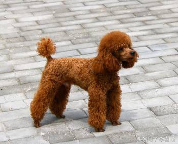 泰迪犬的市场价格和购买时应该关注的事