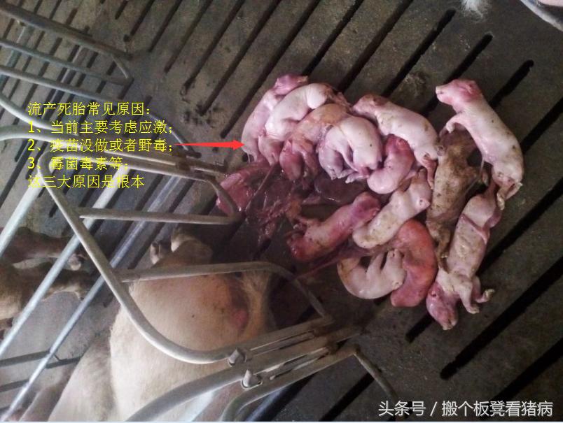 养猪人如何防控猪病,养猪人如何预防猪病