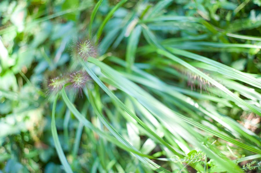 徕卡m50mmf1.2复刻版适合拍什么,徕卡m281.4镜头