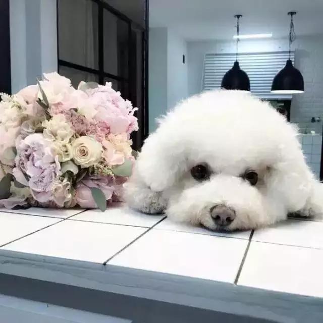 比熊犬被弃养，因伤心而自杀，太可怜了