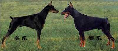 狗狗品种收集大全,收藏狗狗