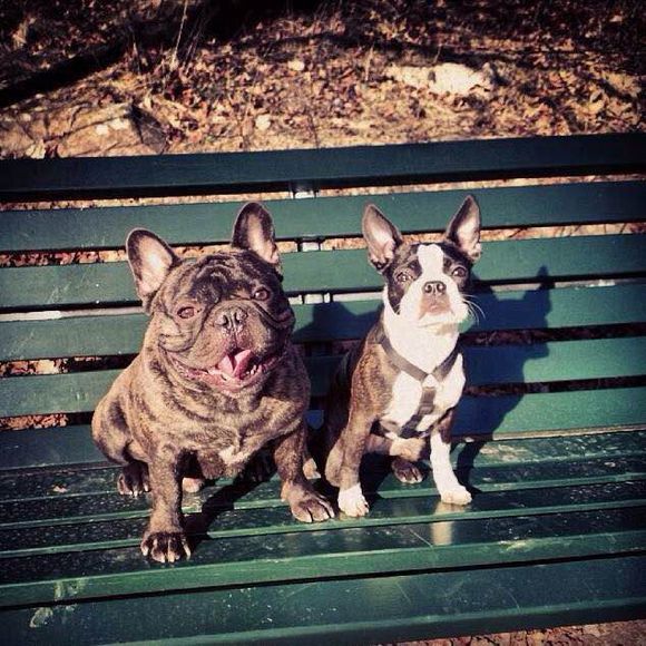 狗狗品种收集大全,收藏狗狗