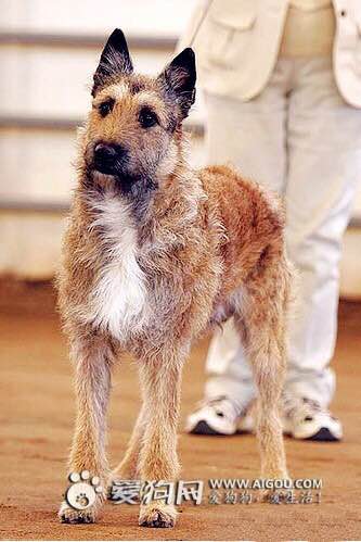 狗狗品种收集大全,收藏狗狗