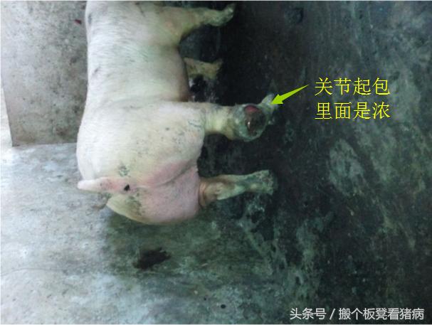 猪病现阶段治疗,育肥猪得了猪病怎么治疗