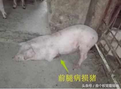 猪病现阶段治疗,育肥猪得了猪病怎么治疗