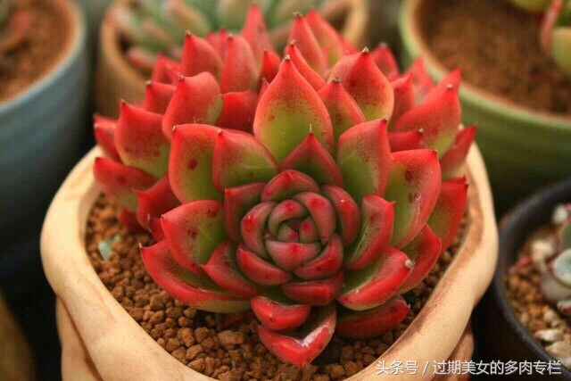 正宗颗粒土的配方,配方颗粒土