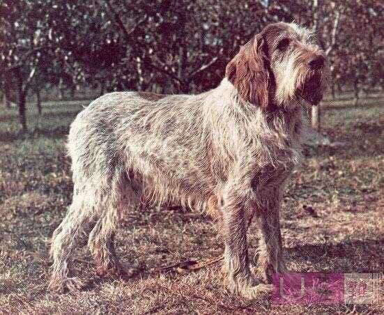 收藏狗狗的图片,收藏宠物集