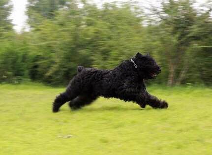 收藏狗狗的图片,收藏宠物集