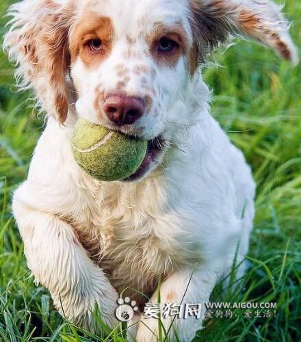 收藏狗狗的图片,收藏宠物集