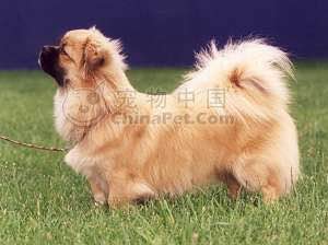 收藏狗狗的图片,收藏宠物集